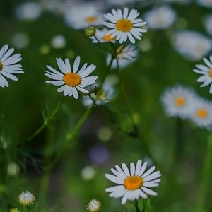 Meet your Posher, Mayra